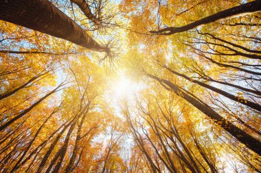 Ağaç tepeleri sonbahar renklerinde. Güzel gökyüzü ve güneşli rai.