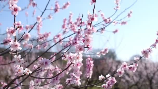 Πρώτα δέντρα που ανθίζουν νωρίς την άνοιξη, κερασιές ανθισμένες σε αστικό πάρκο — Αρχείο Βίντεο