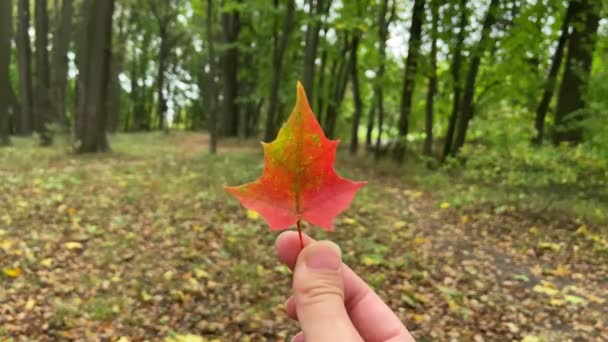 Leafe in mano. Buon autunno all'aperto. Autunno nel parco — Video Stock