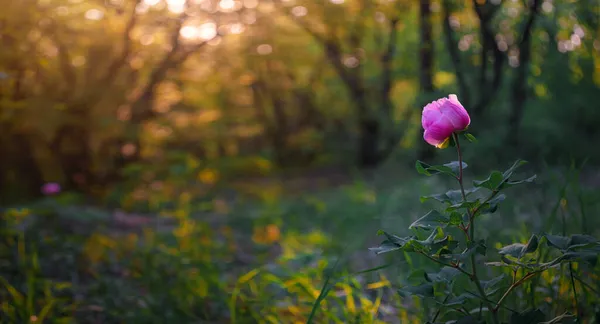 Bellissimo Fiore Peonia Selvatica Rosa Una Foresta Primaverile Sulla Cima — Foto Stock