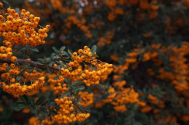Taze olgun böğürtlenli Rowan dalı, yakın plan.