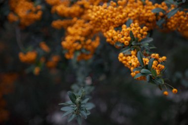 Taze olgun böğürtlenli Rowan dalı, yakın plan.