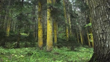 Yeşil Orman. Pine Trees Peri Ormanı. Elf diyarı.