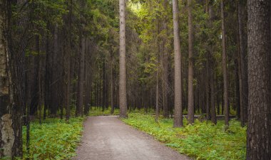 Yeşil çalı yaprakları ve eğreltiotu eğreltiotlarıyla çevrili, ağaçlık kozalaklı ormanın ortasında gizemli bir yol. Moskova bölgesi Rusya