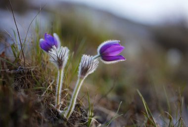 Açık havada yetişen mor yaban gülü aromalı çiçek ya da pulsatilla (pask çiçek). Baharın ilk işaretleri.