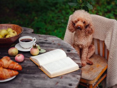 Elma bahçesinde güzel bir sonbahar hayatı, elma, çay seti ve kitapla masada oturan sevimli kahverengi kaniş köpeği, hasat fikri ve konsepti, bolluk ve sonbahar yaşam tarzı