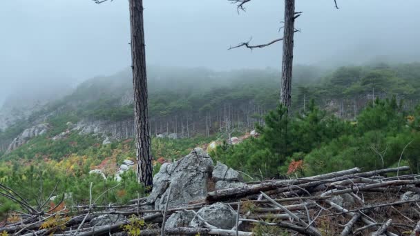 Dark pine trees forest in fall season. — Stock Video