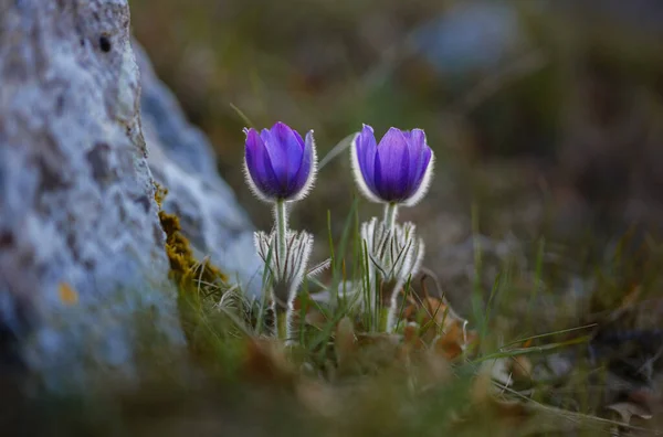 Selvatico crocus flavus fiore che cresce al tramonto all'aperto — Foto Stock