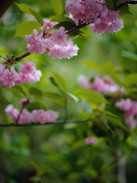Día soleado de Pascua. Primavera flores rosas. — Foto de Stock