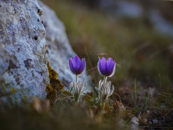 Selvatico crocus flavus fiore che cresce al tramonto all'aperto — Foto Stock