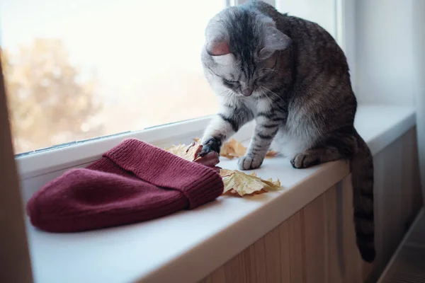 Rolig Tabby Grå Katt Leker Med Gula Höstlöv Huset Idén — Stockfoto