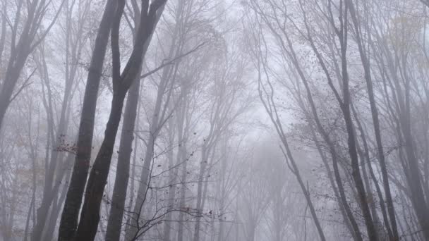 Őszi természet erdő táj sötét felhős napon — Stock videók