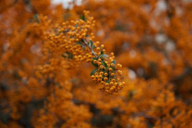 Taze olgun böğürtlenli Rowan dalı, yakın plan.
