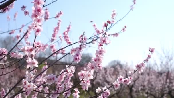 ต้นไม้ต้นแรกที่จะออกดอกต้นฤดูใบไม้ผลิต้นซากุระในดอกไม้ในสวนสาธารณะเมือง — วีดีโอสต็อก
