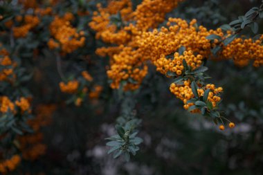 Taze olgun böğürtlenli Rowan dalı, yakın plan.