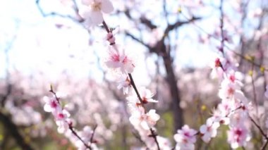 İlkbaharda açan ilk ağaçlar, şehir parkında açan kiraz ağaçları.