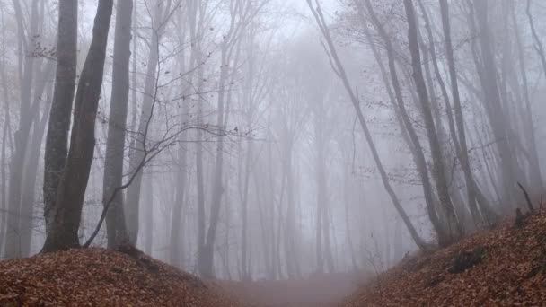 Autunno natura foresta paesaggio in giorno buio nuvoloso — Video Stock