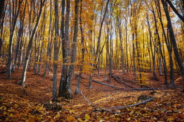 Sonbahar Orman Doğa. Canlı renkli orman sabah