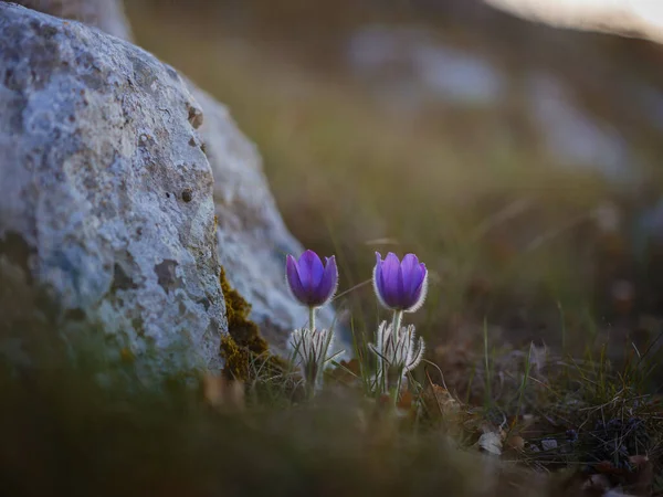 Selvatico crocus flavus fiore che cresce al tramonto all'aperto — Foto Stock