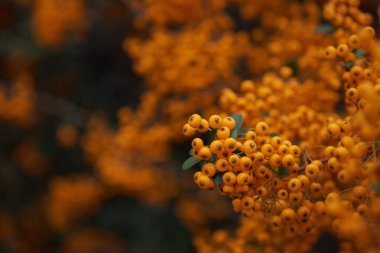 Taze olgun böğürtlenli Rowan dalı, yakın plan.