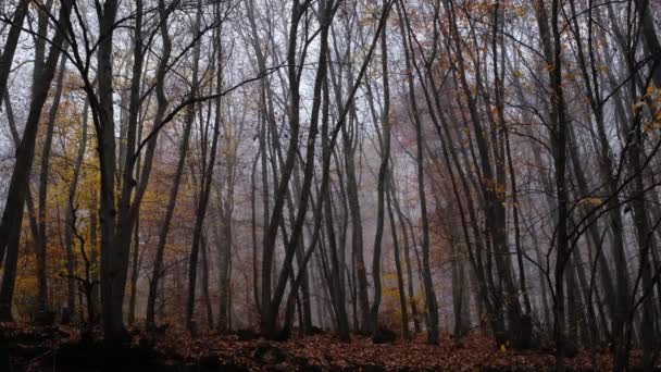 Осенний лесной пейзаж в тёмный облачный день — стоковое видео