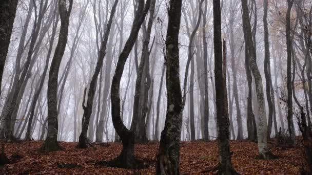 Herfst natuur bos landschap in donkere bewolkte dag — Stockvideo