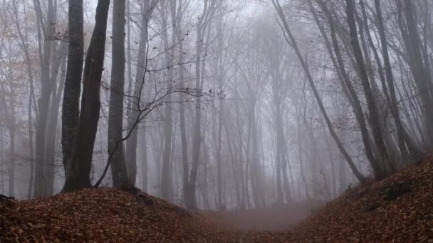 Φθινόπωρο τοπίο δάσος φύση σε σκούρο συννεφιασμένη ημέρα — Αρχείο Βίντεο