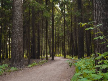 Yeşil çalı yaprakları ve eğreltiotlarıyla çevrili ağaç kozalaklı ormanların ortasında gizemli bir yol.