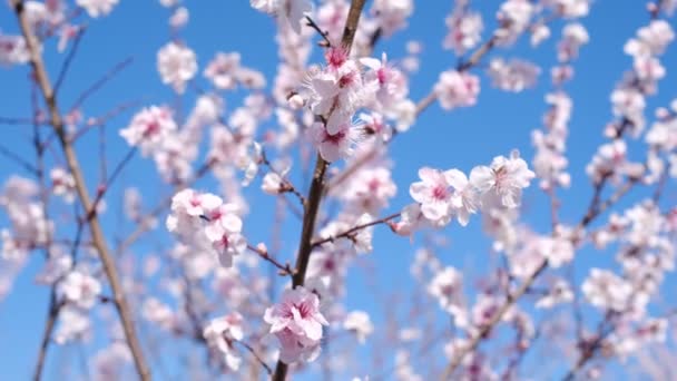 First trees to bloom early spring, cherry trees in blossom in an urban park — Stock Video