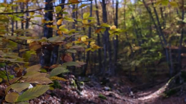 화창한 날의 아름다운 가을 숲 — 비디오