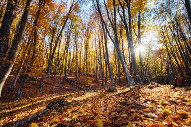 Sonbahar Orman Doğa. Canlı renkli orman sabah