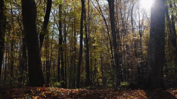Красивый осенний лес в солнечный день — стоковое видео