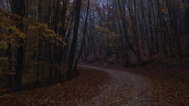 Karanlık bulutlu bir günde sonbahar ormanı manzarası