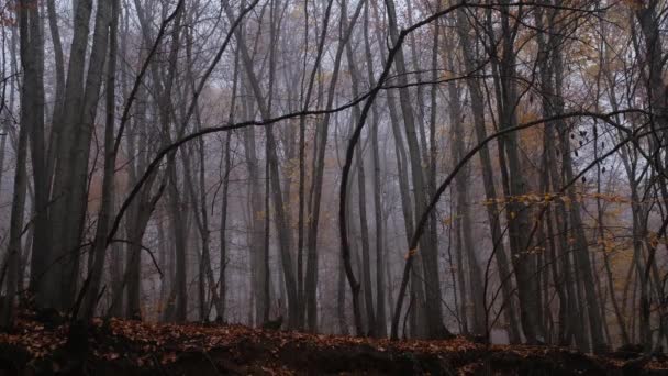 Autunno natura foresta paesaggio in giorno buio nuvoloso — Video Stock