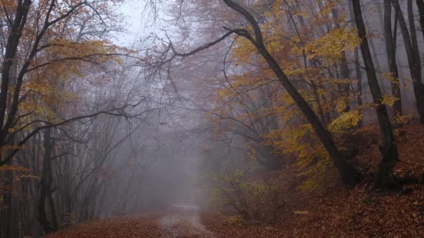Podzim příroda les krajina v tmavém oblačném dni — Stock video
