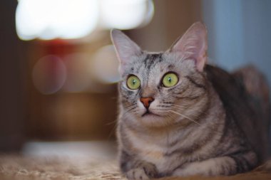 Güzel gri kedi yerde yatıyor..