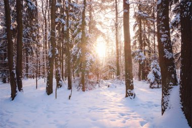 Ladin ormanlarında kış, beyaz, tüylü karlarla kaplı çayırlarda.