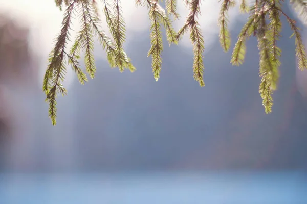 Nature Winter background with snowy pine tree branches, shallow DOF — Zdjęcie stockowe