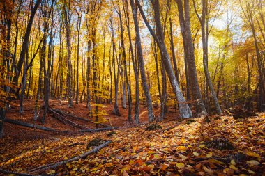 Sonbahar Orman Doğa. Canlı renkli orman sabah