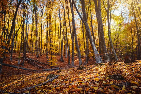 Sonbahar Orman Doğa. Canlı renkli orman sabah