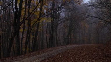 Karanlık bulutlu bir günde sonbahar ormanı manzarası