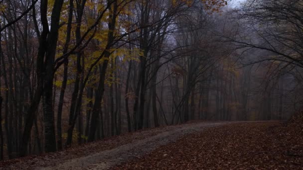 Podzim příroda les krajina v tmavém oblačném dni — Stock video
