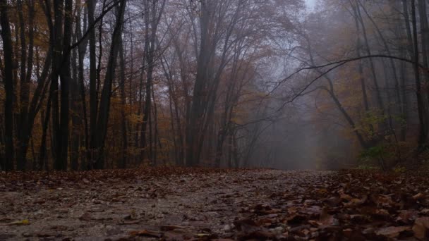 Otoño naturaleza bosque paisaje en oscuro día nublado — Vídeos de Stock