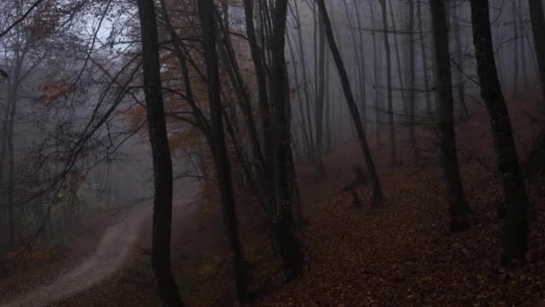 Otoño naturaleza bosque paisaje en oscuro día nublado — Vídeo de stock