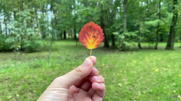 Bladeren in handen. Fijne herfst buiten. Herfst in het park — Stockvideo