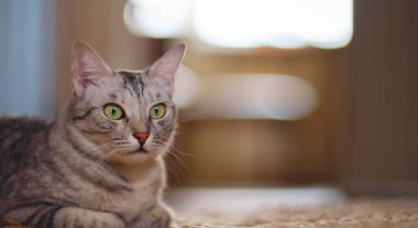 Güzel gri kedi yerde yatıyor..