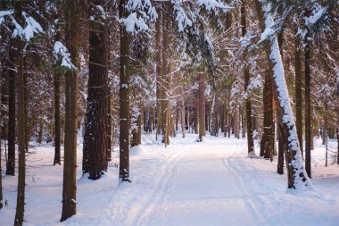 Ladin ormanlarında kış, beyaz, tüylü karlarla kaplı çayırlarda.