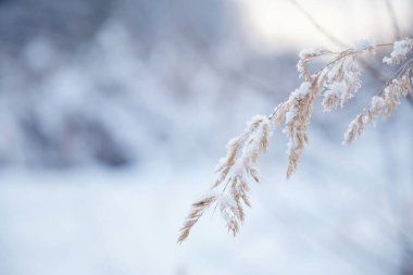Karlı bir ormanda, karla kaplı kasvetli bir gün ağacında.