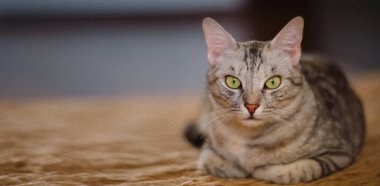 Güzel gri kedi yerde yatıyor..