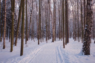 Ladin ormanlarında kış, beyaz, tüylü karlarla kaplı çayırlarda.